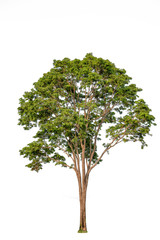 Beautiful green tree on a white background in high definition