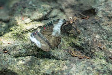 Beautiful butterflies. Come eat minerals. Beautiful pattern on butterfly wings.