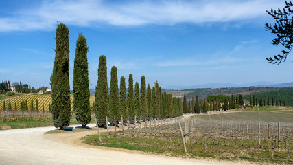 Fototapeta premium A row of cypress trees near the road. Tuscany, Italy