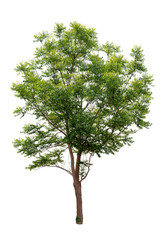 Obraz premium Isolated Tree On White Background