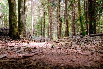 Low angle woodland