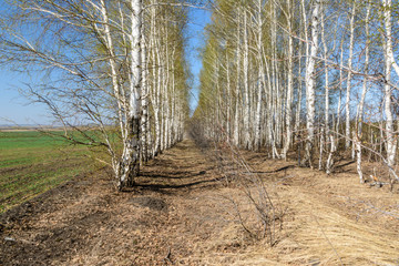 Footpath among tree planting. Birches in spring sunny day. Spring landscape.