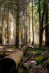 Sunlight on trees with log in foreground