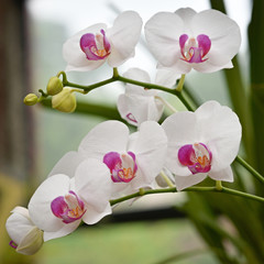 Naklejka na ściany i meble White and pink orchid flower, Sri Lanka