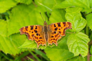 Close up of a brightly coloured Comma Butterfly on a green nettle leaf