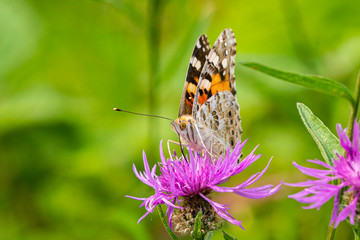 Close up of a beautiful Painted Lady butterfly, Veronica Cardui, perched on a purple thistle head flower