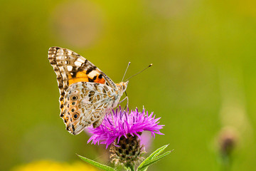 Close up of a beautiful Painted Lady butterfly, Veronica Cardui, perched on a purple thistle head flower
