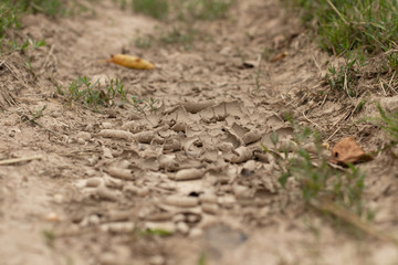 dry ground after hot and dry season, photo was made in Germany