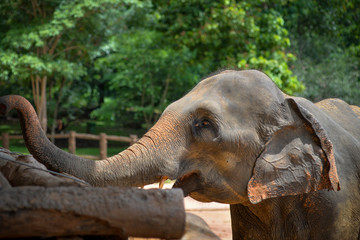 Elephant begging for food, Sri Lanka