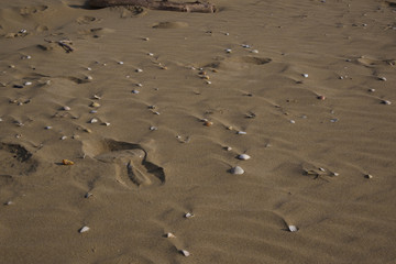 spiaggia con conchiglie 