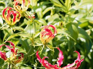 Gloriosa superba | Glorieuse | Lis de Malabar | Lis de flamme, Plante de massifs aux fleurs...