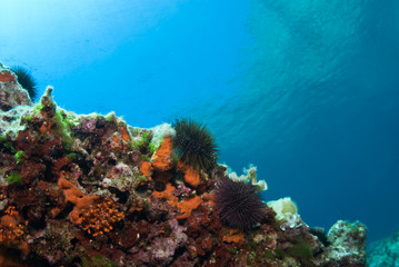 Fototapeta na wymiar Sea urchin and sponges in blue sea, Mediterranean. Clear water. View of surface water. Balearic islands.