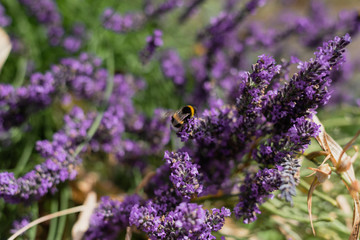 Bumble Bees on Garden Lavender 