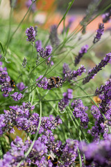 Bumble Bees on Garden Lavender 
