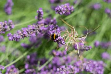 Bumble Bees on Garden Lavender 