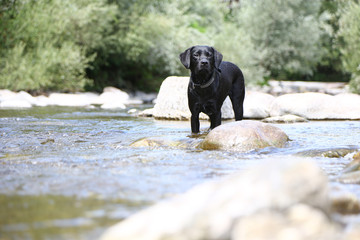 Hund spielt in einem Fluss