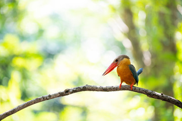colorful bird on a branch