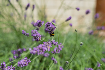 Bumble Bees on Garden Lavender 