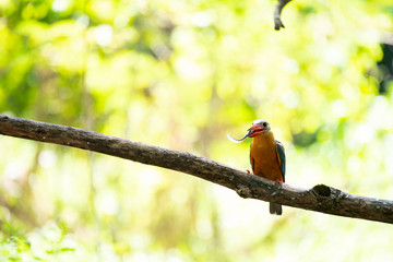 bird on a branch