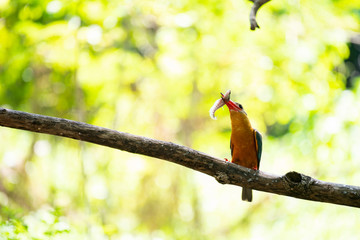 bird on a branch