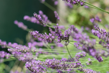 Bumble Bees on Garden Lavender 