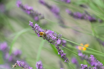 Bumble Bees on Garden Lavender 