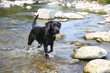 Hund spielt in einem Fluss