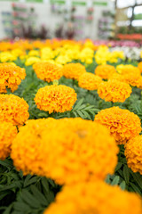 garden centre with plants and flowers for the garden