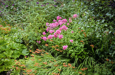 Fototapeta na wymiar garden purple flowers