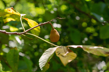 Obraz premium fruit on a tree branch