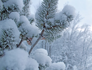 snow covered tree