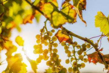 Sunny morning on the vineyard of Cognac