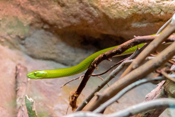 an eastern green mamba enjoying its branch terrarium