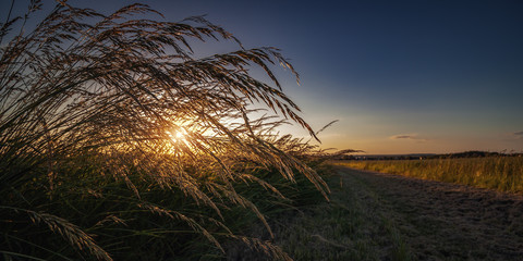Sunset against light in the shade of blades of grass along the way