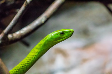 an eastern green mamba enjoying its branch terrarium
