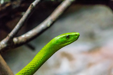 an eastern green mamba enjoying its branch terrarium