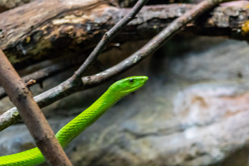 an eastern green mamba enjoying its branch terrarium