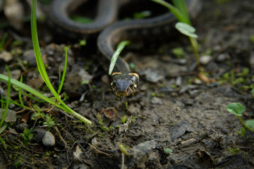 Natrix, Snake, Colubridae in the forest, close up.