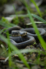 Natrix, Snake, Colubridae in the forest, close up.