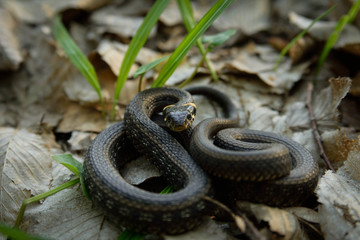Natrix, Snake, Colubridae in the forest, close up.