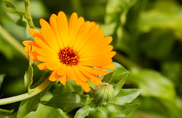 fresh calendula flowers in the garden