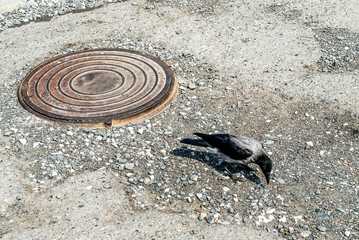 Before us is a crow, walking in the city on the asphalt in search of food. Sunny day.