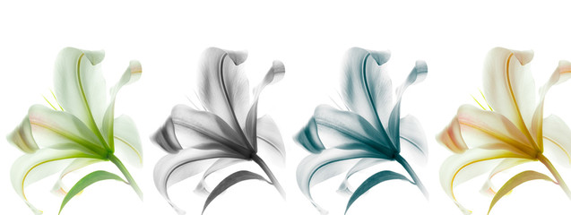 High resolution floral panoramic photographic montage of Lily flower. Each image has been...