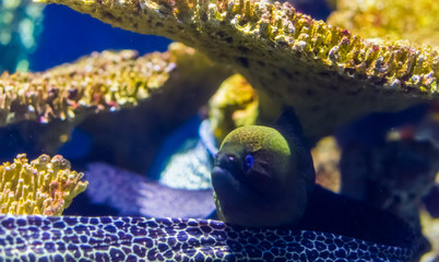 mediterranean moray eel in closeup, popular aquarium pet, tropical fish specie