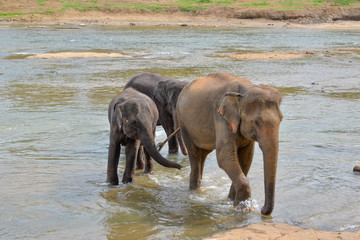 Young elephant and its mother bathing in a river, Sri Lanka