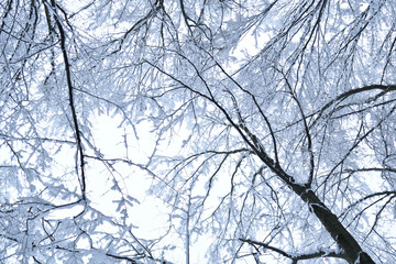 Landscapes of the winter forest with falling snow - wonderland park with snowfall. Snowy winter landscape scene - Image