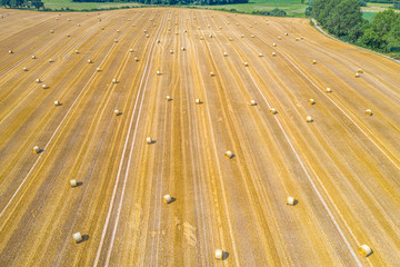 lots of yellow bales of straw lying on a field