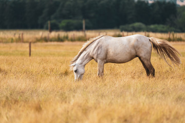 A white horse walking and grazing on a meadow