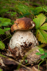 Edible white mushroom grows in the forest in the leaves of wild strawberries. Vertical