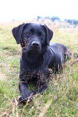 Hund liegt auf einer Wiese am Berg